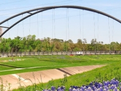 Hermann bluebonnet